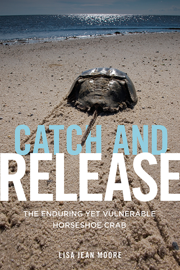 Catch and Release The Enduring Yet Vulnerable Horseshoe Crab - image 1