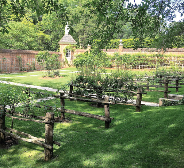 Ee Espaliered Trees Over in the orchard where the flat espaliers grow an - photo 14