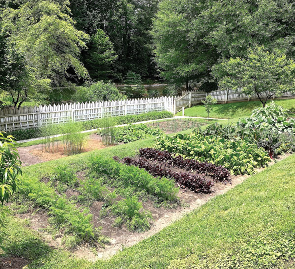 Kk Kitchen Garden Lurking in the garden where the leafy lettuce grows a - photo 26