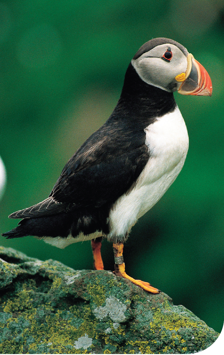 Puffins From May until August watch puffins nesting on the Treshnish Isles or - photo 5