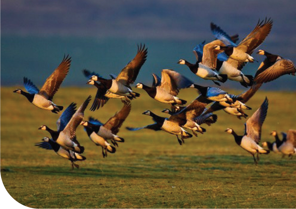 Geese migration Visit Islay in mid- October to witness over 30000 geese - photo 7