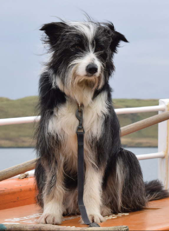 A ferry operators dog rides between Seil and Luing in the Slate Islands KF - photo 16