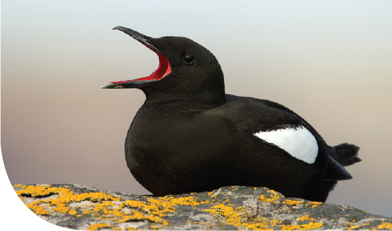 Known locally as tystie black guillemots nest on exposed coastal cliff faces - photo 24