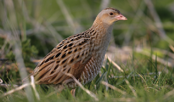 On Coll Tiree Iona and Islay listen out for the rare corncrakes distinctive - photo 25