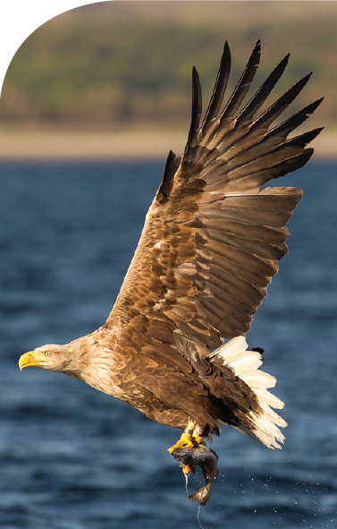 Spectacular white-tailed eagles soar over coastal waters especially around - photo 26