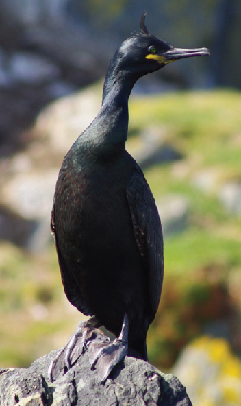 Shags stand proudly on coastal rocks and nest among cliffs across the islands - photo 27