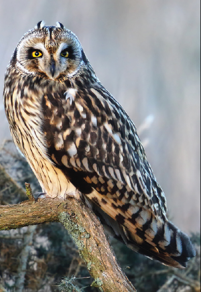 Look out for short-eared owls in moorland glens across the archipelago MCS - photo 28