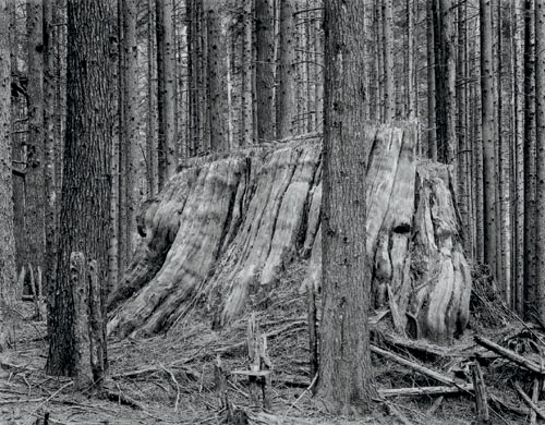 An ancient Western Red Cedar tree thirteen feet in diameter in the rainforest - photo 1