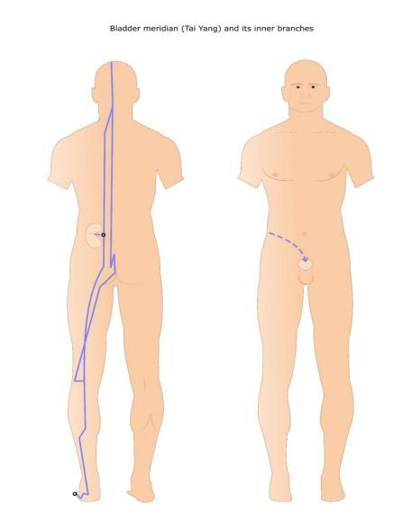 Fig 4 The Urinary Bladder acupuncture channel Section 4 Muscle channels In - photo 5