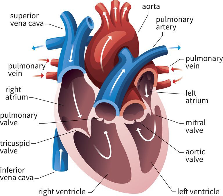 Heart Chambers Anatomically heart is a single structure but physiologically - photo 2