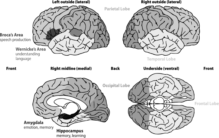 Key parts of the cerebral cortex Drawing by Caroline Prioleau A NOTE TO THE - photo 6