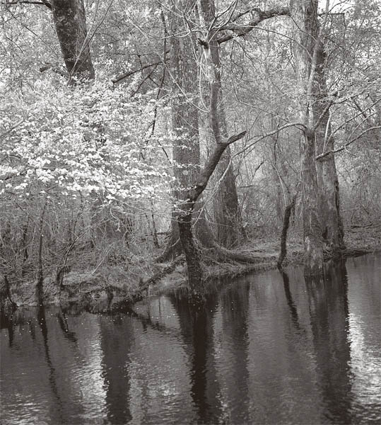 Swamp across from St Judes Church 2000 detail IN THE SUMMER OF 1994 I - photo 3