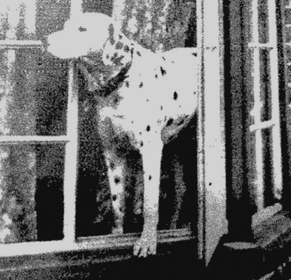 Don the dog who saved his owners home in January 1939 Just a few days later - photo 4