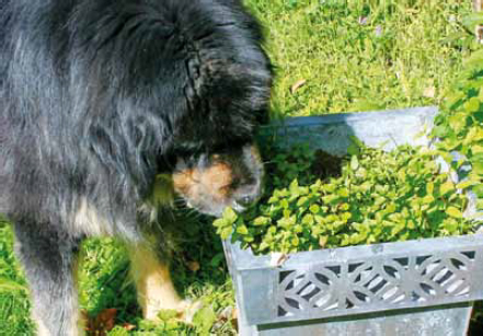 I wonder if I will find any treats here This Tibetan Mastiff enjoys an - photo 3