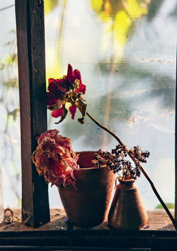 VARIETY Garden dahlia drying in the warm sun I think it is safe to say that - photo 5