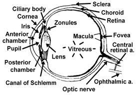 complexorgans of the human body It is derived from neural crest cells - photo 1