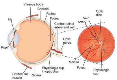 Extraocularmuscles attach to the globe underneath the conjunctiva and act as - photo 3