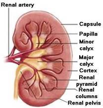 Thekidneys four main functions are Regulation ofelectrolyte and acid-base - photo 1