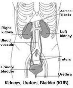 Thekidneys four main functions are Regulation ofelectrolyte and acid-base - photo 2