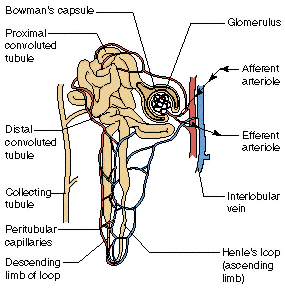 d The loop ofHenle dips deep into the medulla of the kidney which has an - photo 3