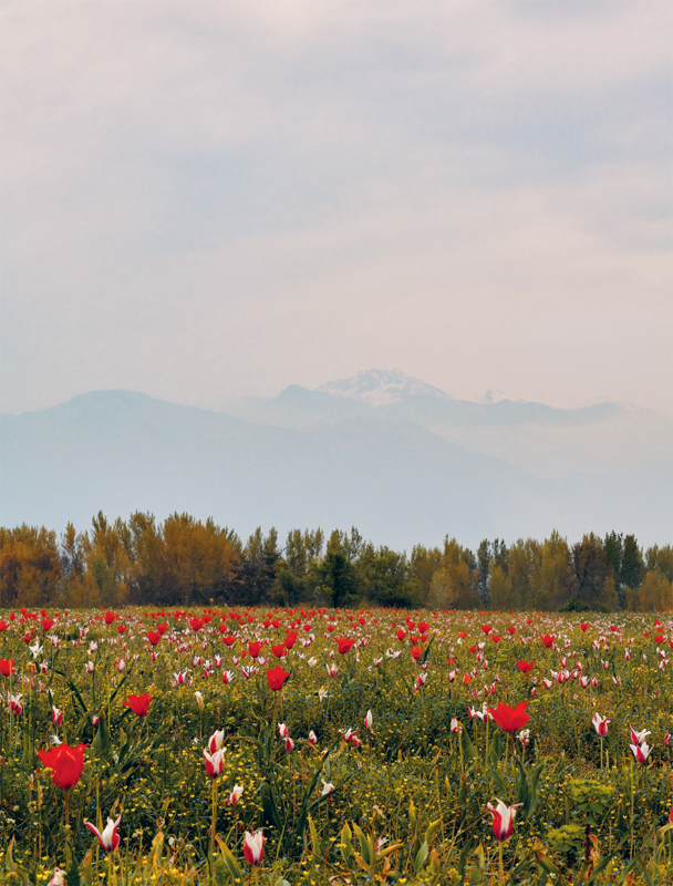 KASHMIR THROUGH ROMY-TINTED LENSES When I was a child in India growing up in - photo 3