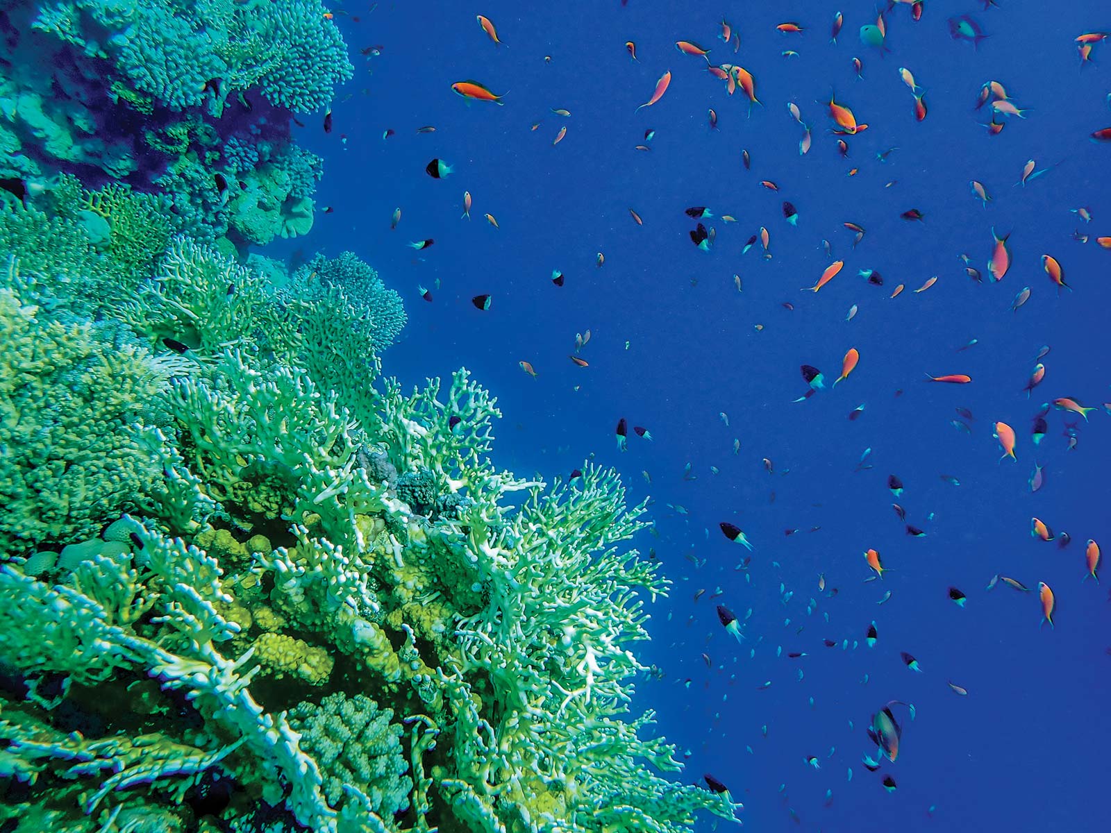 in Ras Mohammed National Park Explore the dazzling underwater life in this - photo 16