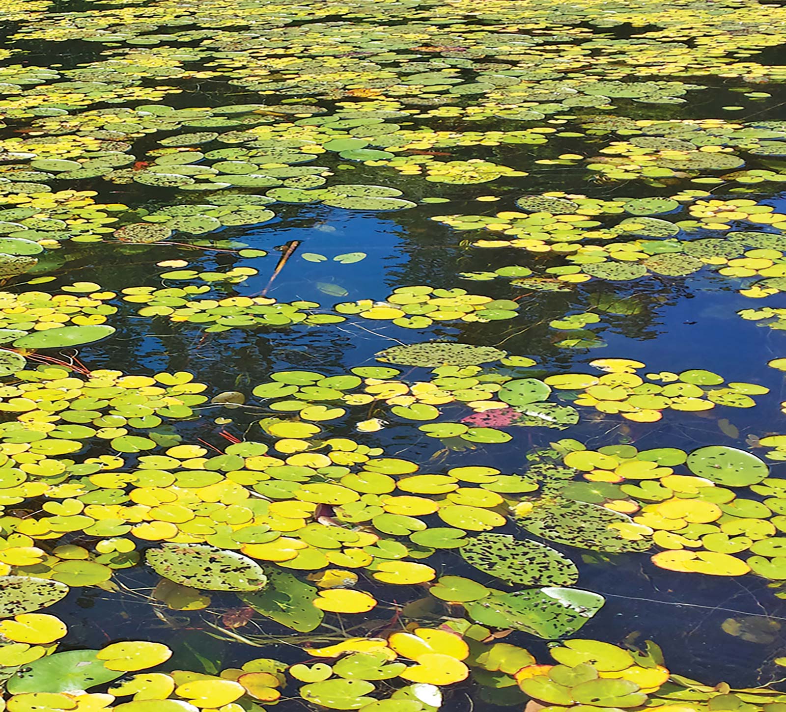 lily pads on the surface of a kettle pond Eastham Windmill Truros - photo 8