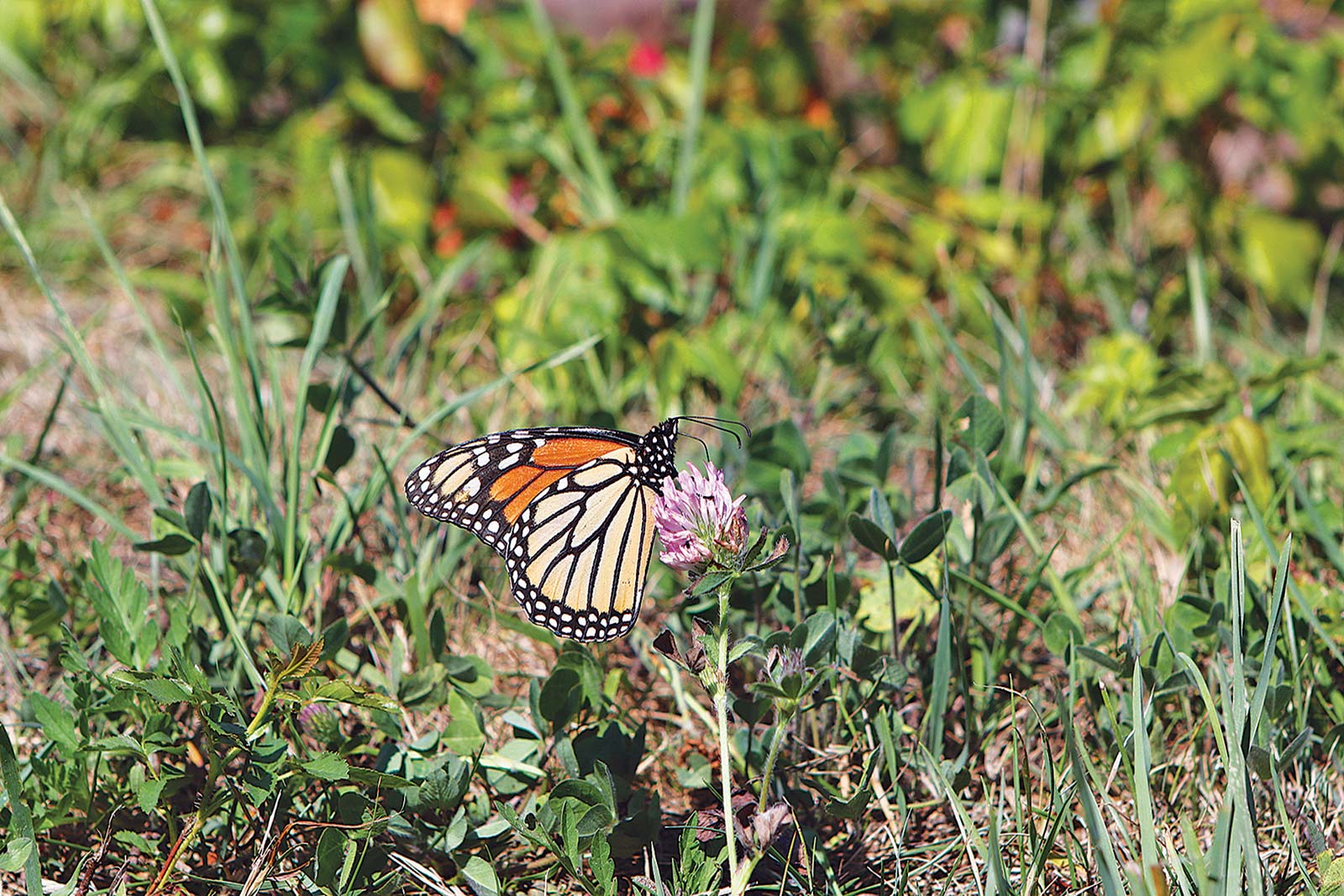 monarch butterflies from Mexico pail and shovel on a beach - photo 12