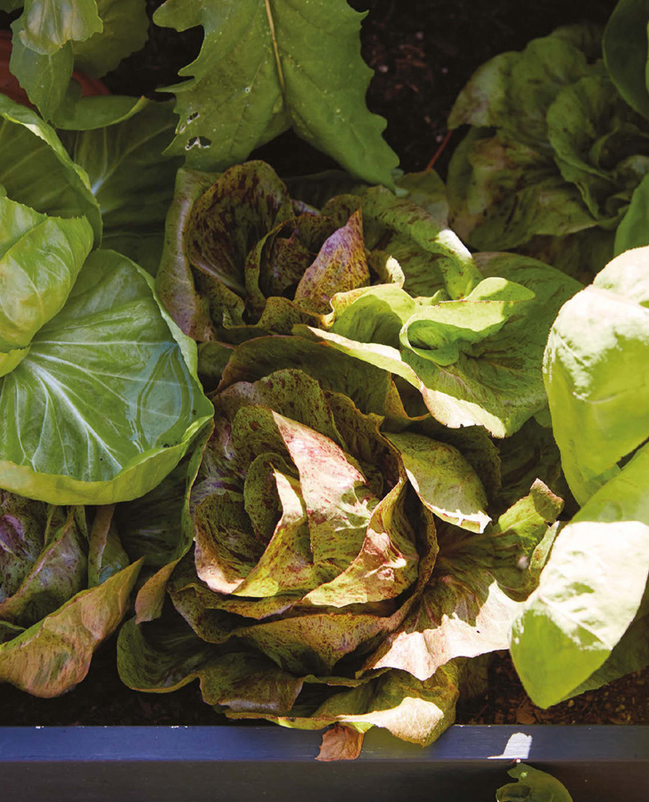 Light Fresh and Truly Delicious or About This Book A salad can be a side - photo 7