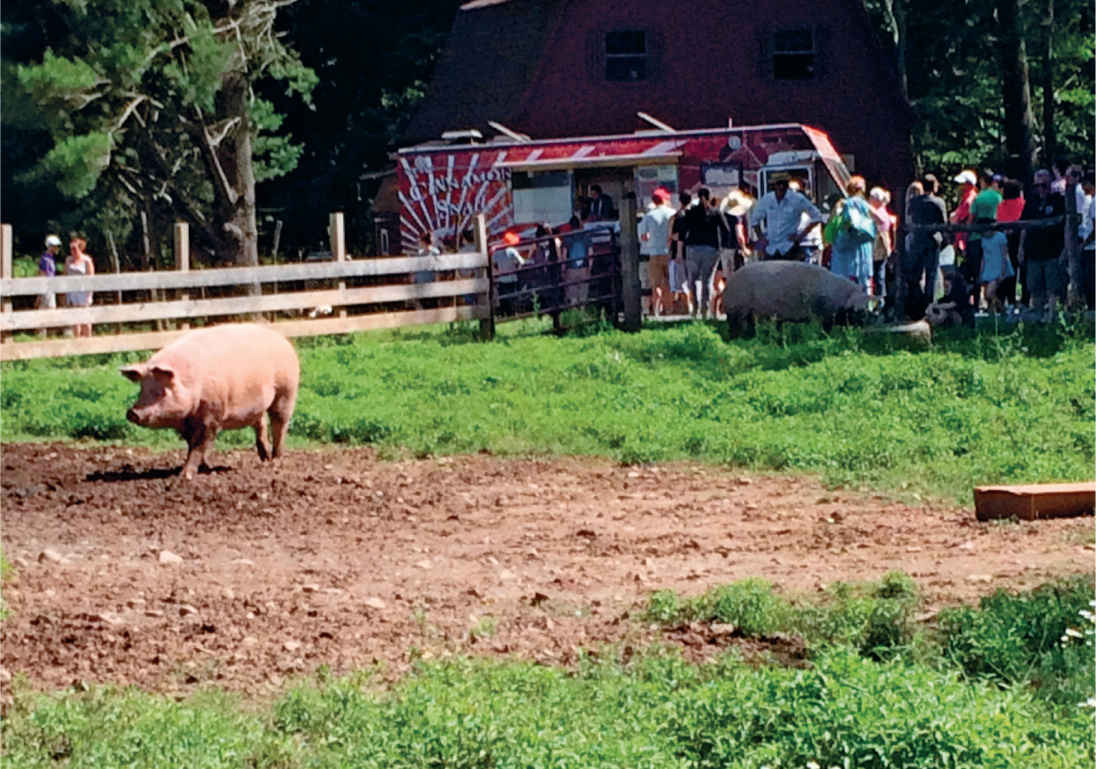 Serving humans and piggies at the Woodstock Farm Animal Sanctuary The first - photo 17