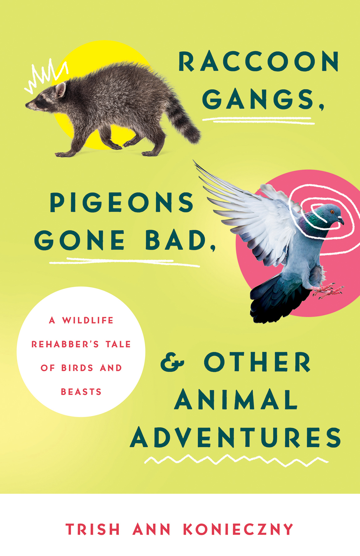 Raccoon Gangs Pigeons Gone Bad and Other Animal Adventures - image 1