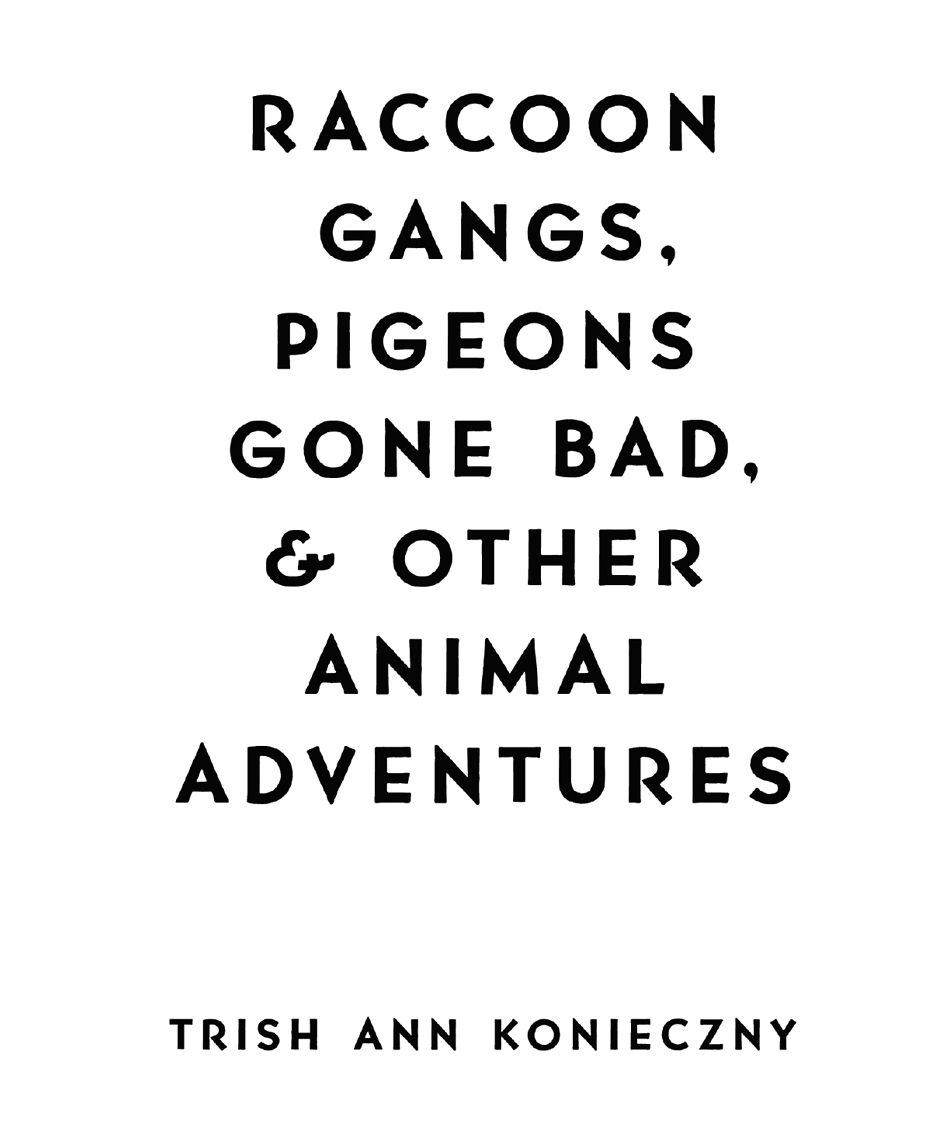 Raccoon Gangs Pigeons Gone Bad and Other Animal Adventures - image 2