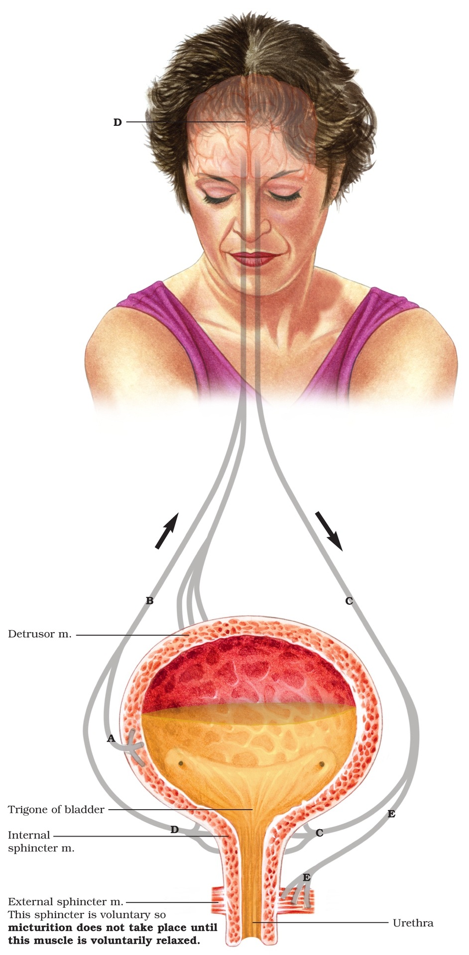 A When urine accumulates inside the walls of the bladder stretch in those - photo 5