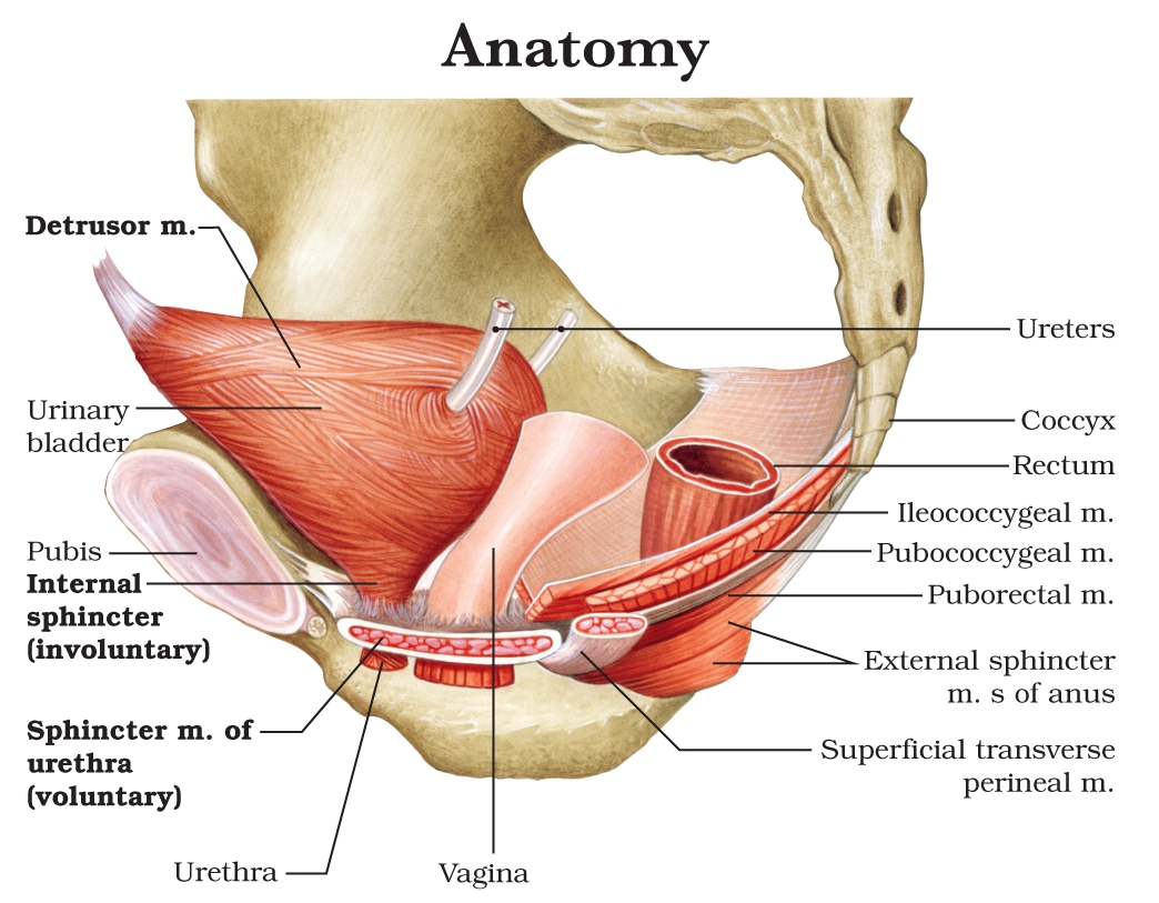 Pathogenic Mechanism Urge incontinence occurs when the normal micturition cycle - photo 6