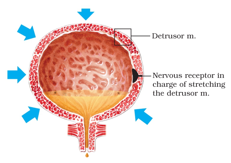 This is caused by an increase in the sensory impulses from the receptors in the - photo 8