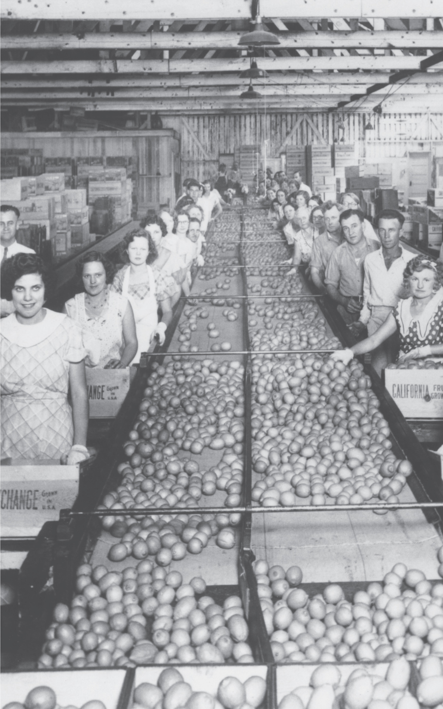 Detail Women working on an assembly line at the Central Lemon Association in - photo 4