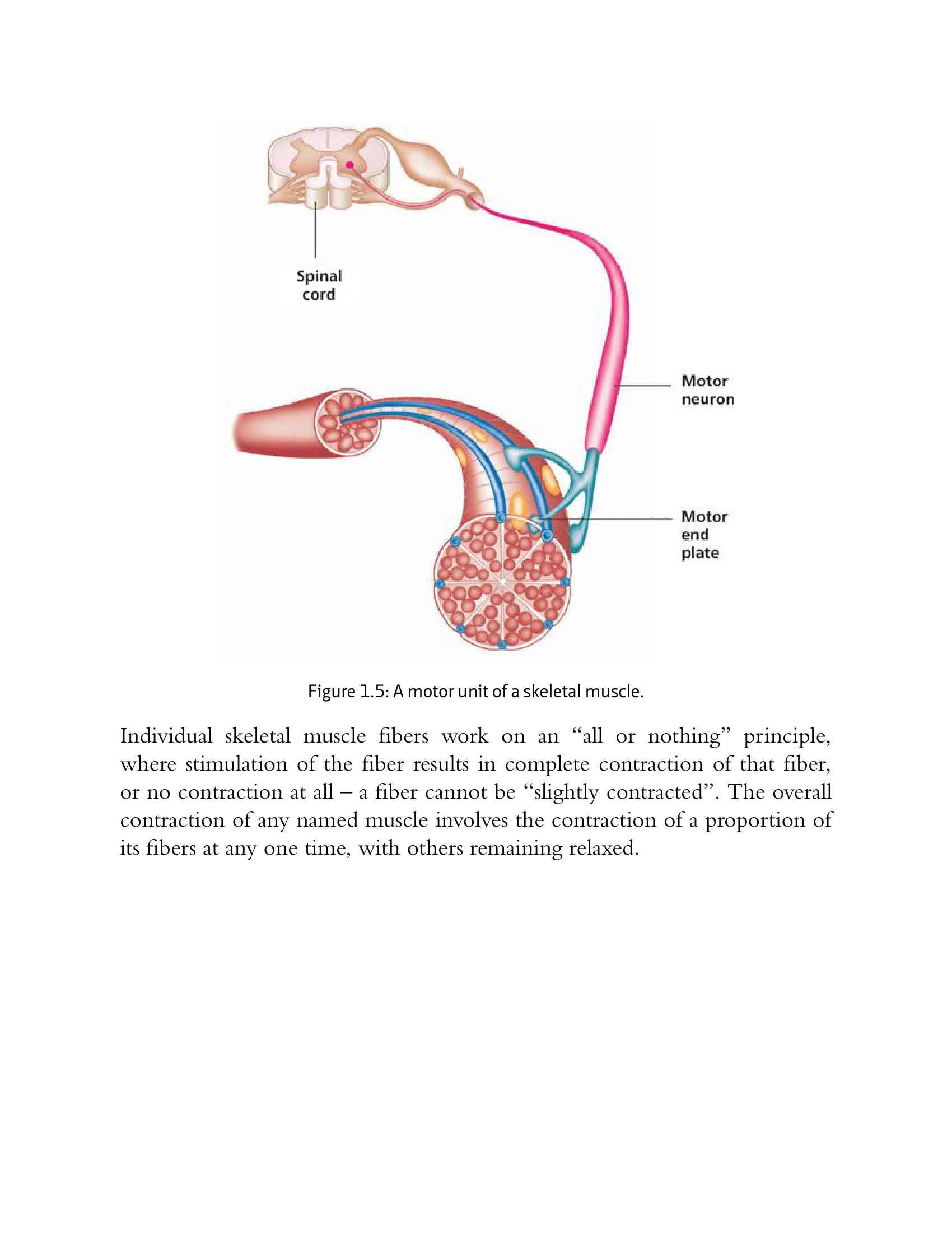 The Anatomy Of Stretching Your Illustrated Overview To Flexibility And Also Injury Rehabilitation - photo 21