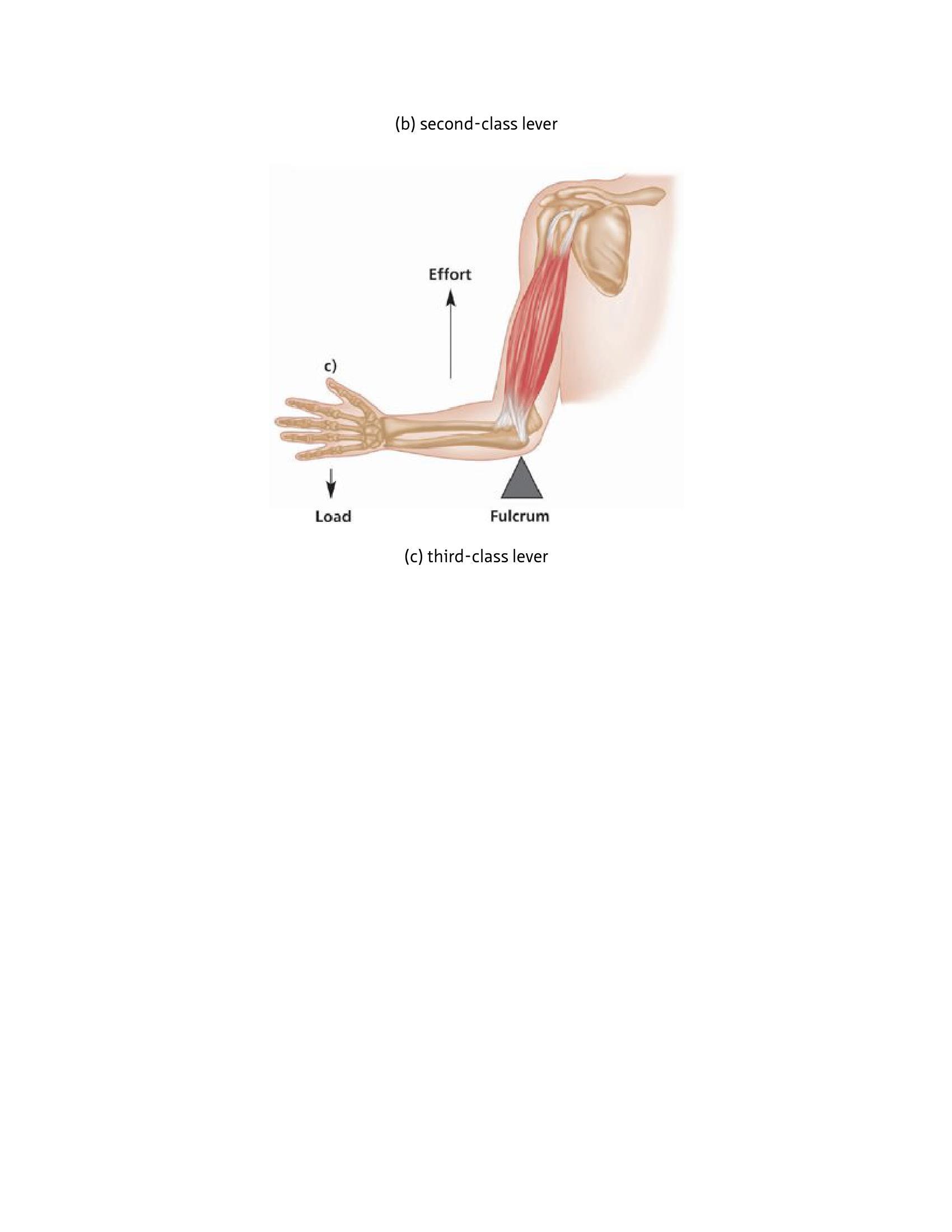 The Anatomy Of Stretching Your Illustrated Overview To Flexibility And Also Injury Rehabilitation - photo 33