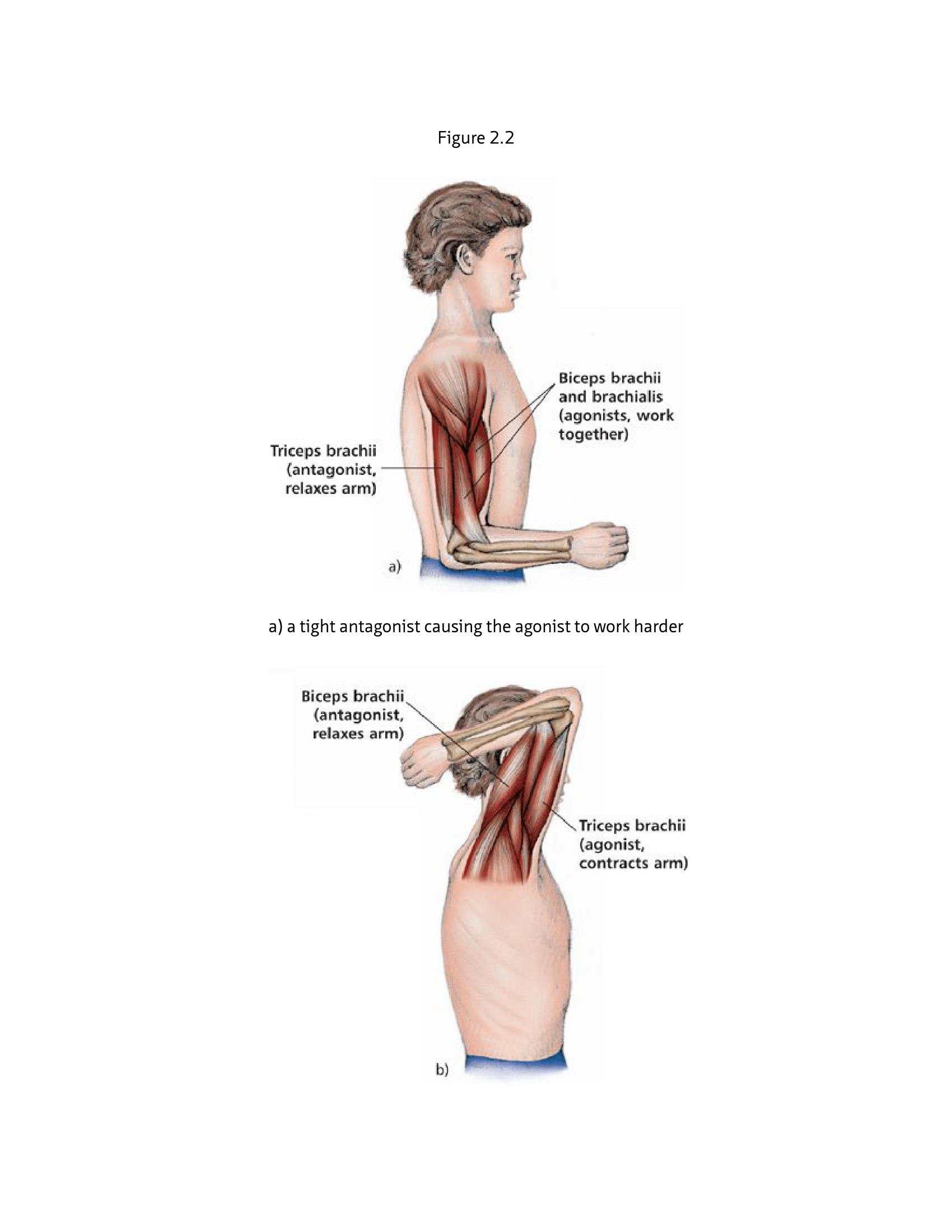 The Anatomy Of Stretching Your Illustrated Overview To Flexibility And Also Injury Rehabilitation - photo 41