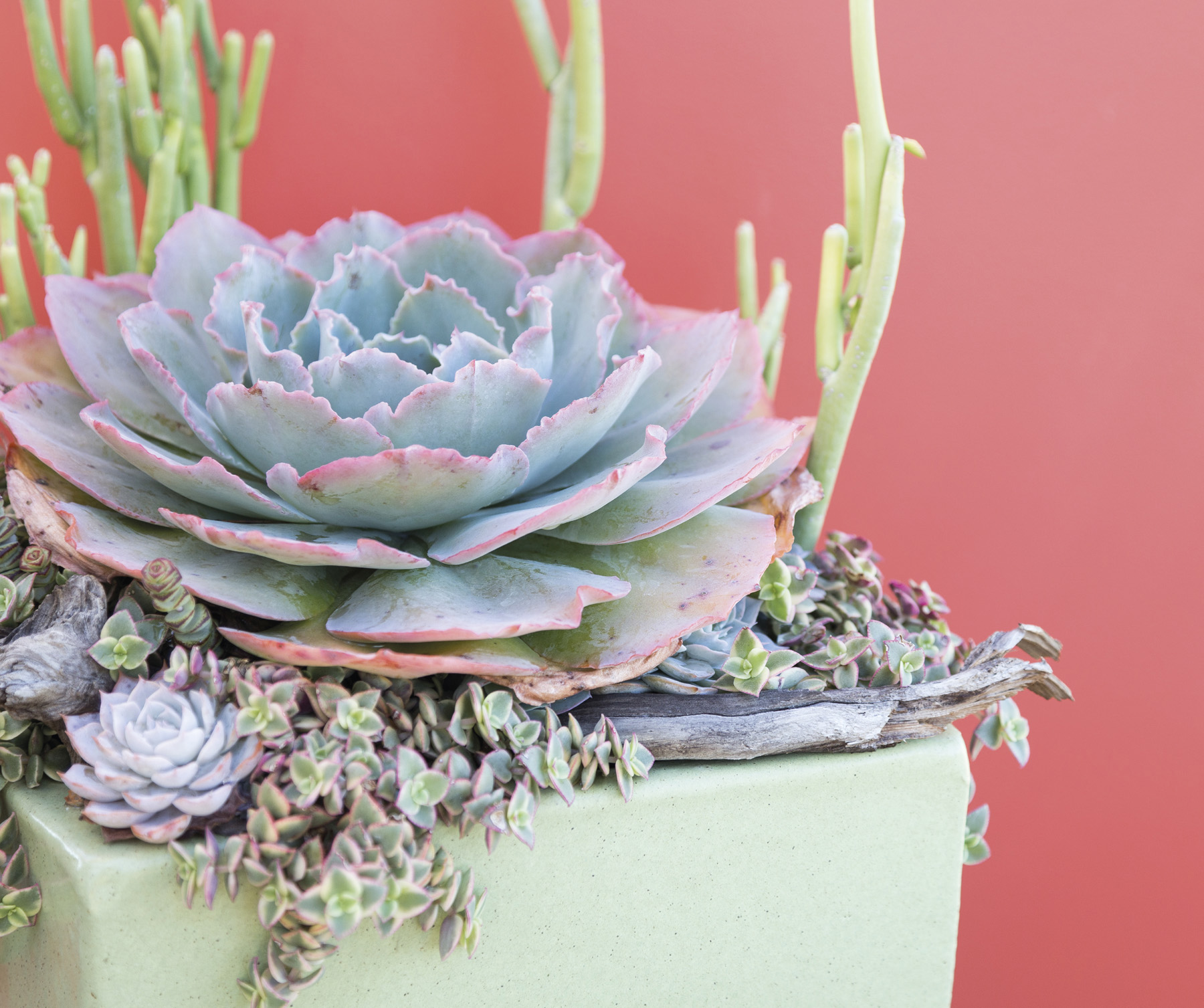 Arrangement Credit Waterwise Botanicals Youve seen succulents in magazines on - photo 5