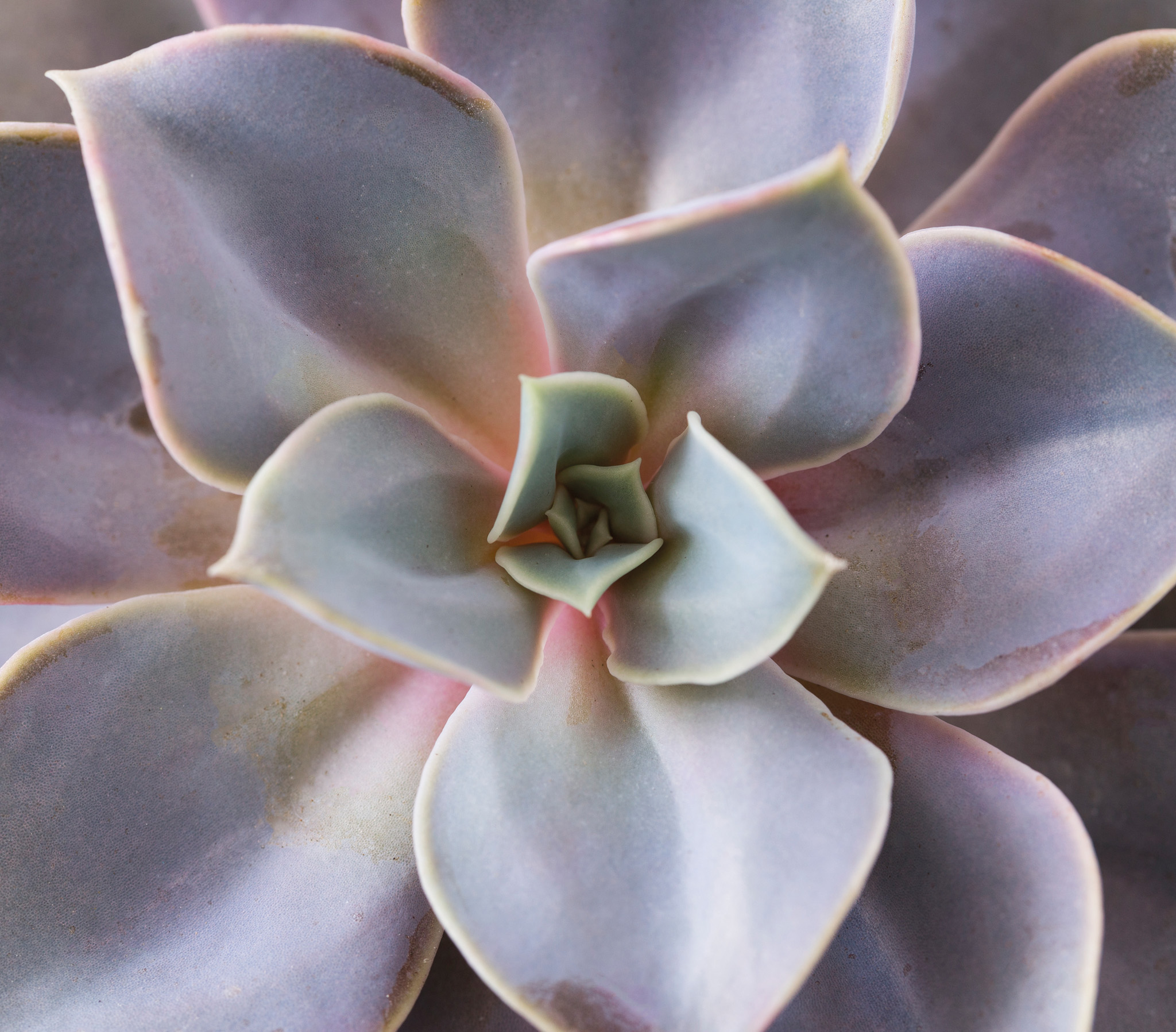 easy to grow Like all plants its best if you know how to care for succulents - photo 6