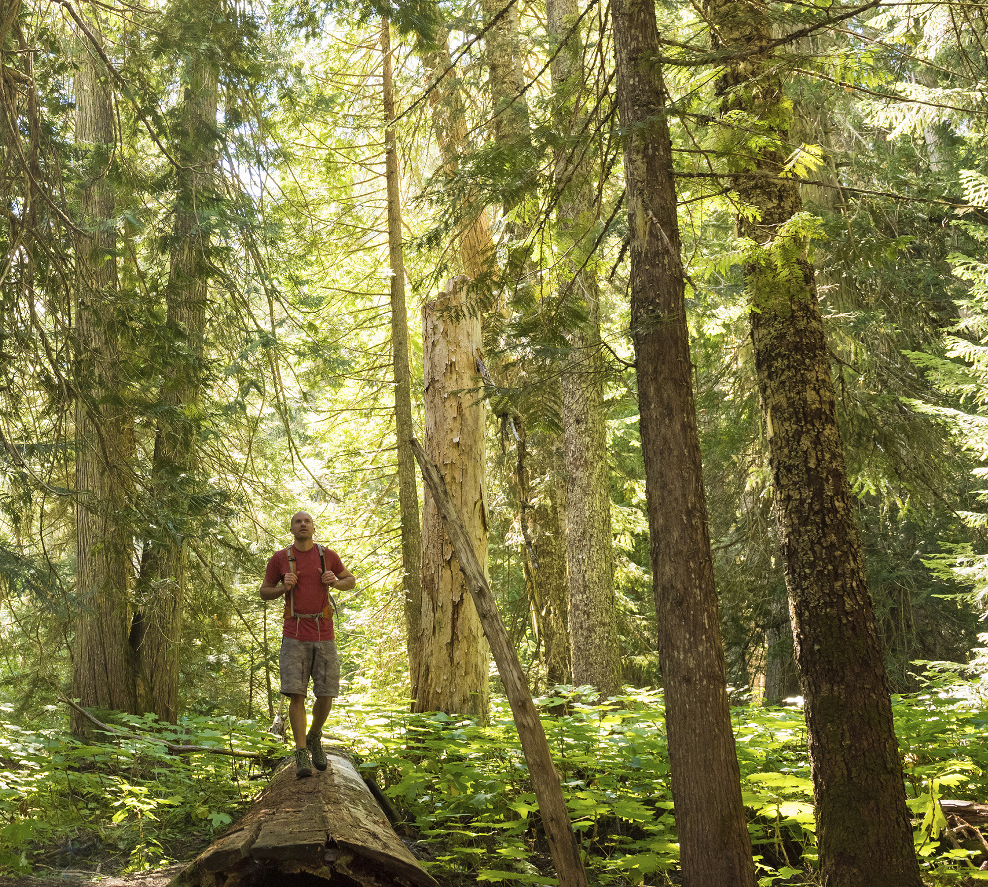 Walking along a fallen tree trunk on a hike through an old-growth rainforest - photo 7