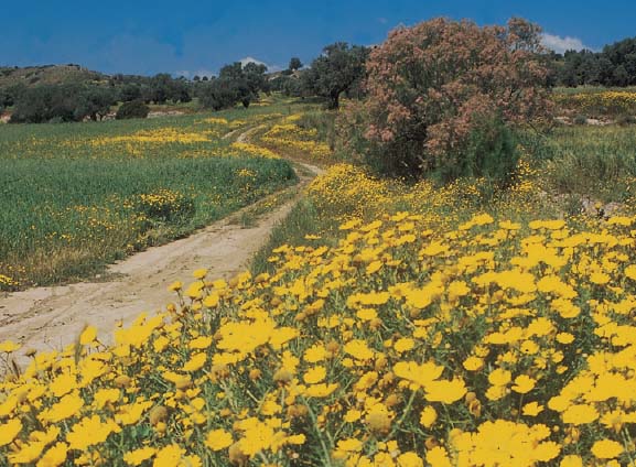 The remote Karpas Peninsula has an abundance of wildlife and flowers NCTC - photo 30