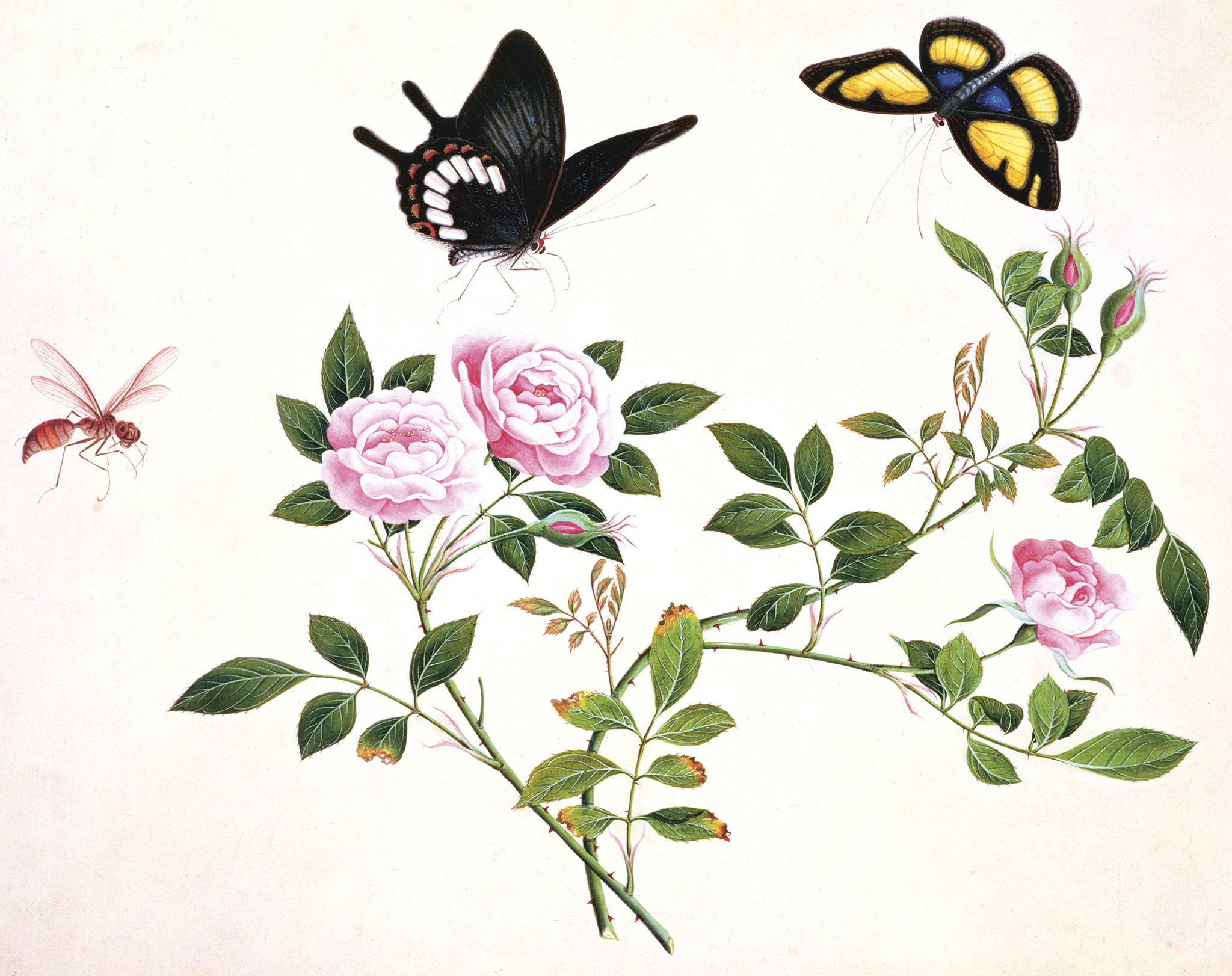 Roses in Bud and Bloom with Butterflies and Insects This artwork part of the - photo 5