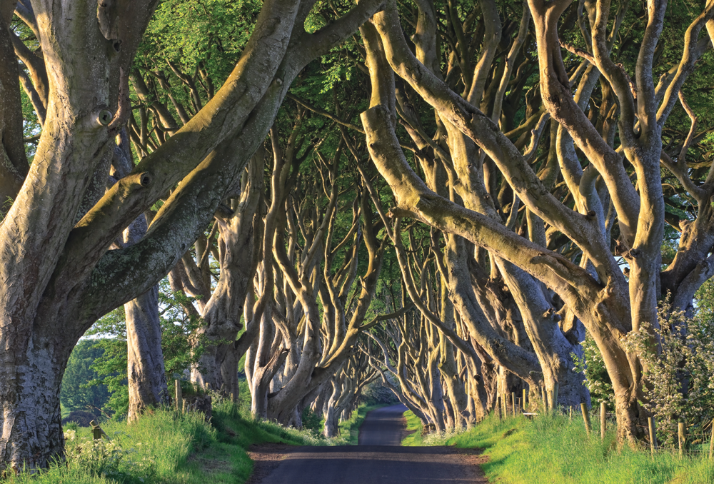 The Dark Hedges an avenue of beech trees in Ballymoney Northern Ireland This - photo 2