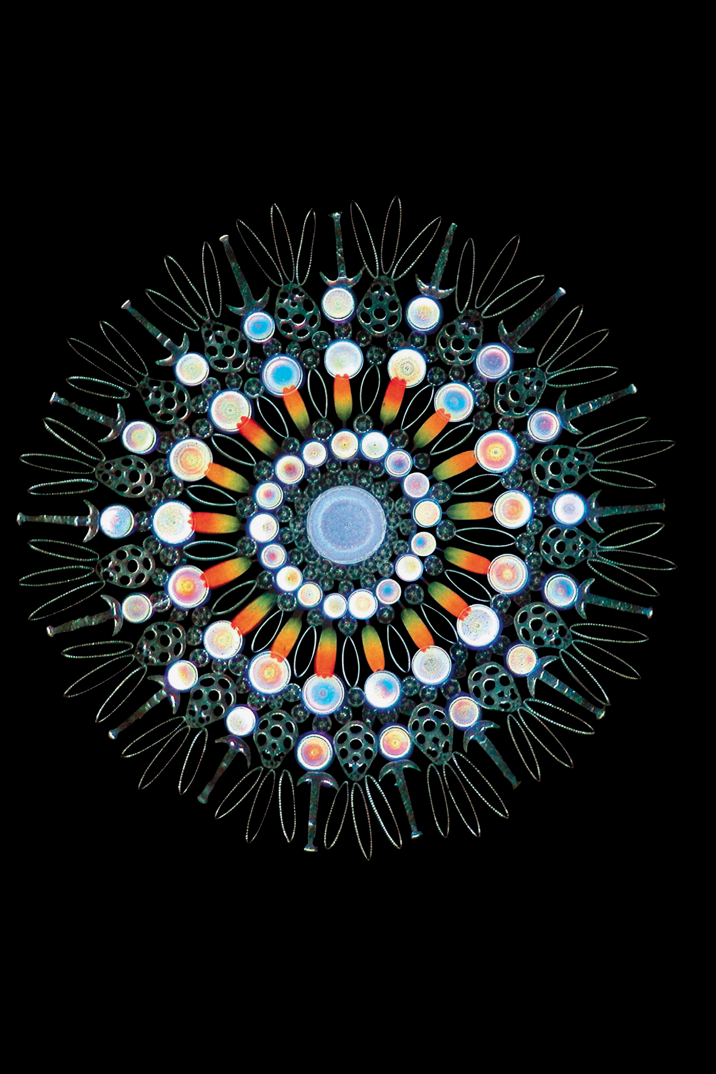 A Victorian art form made possible by the microscope This one includes diatoms - photo 5