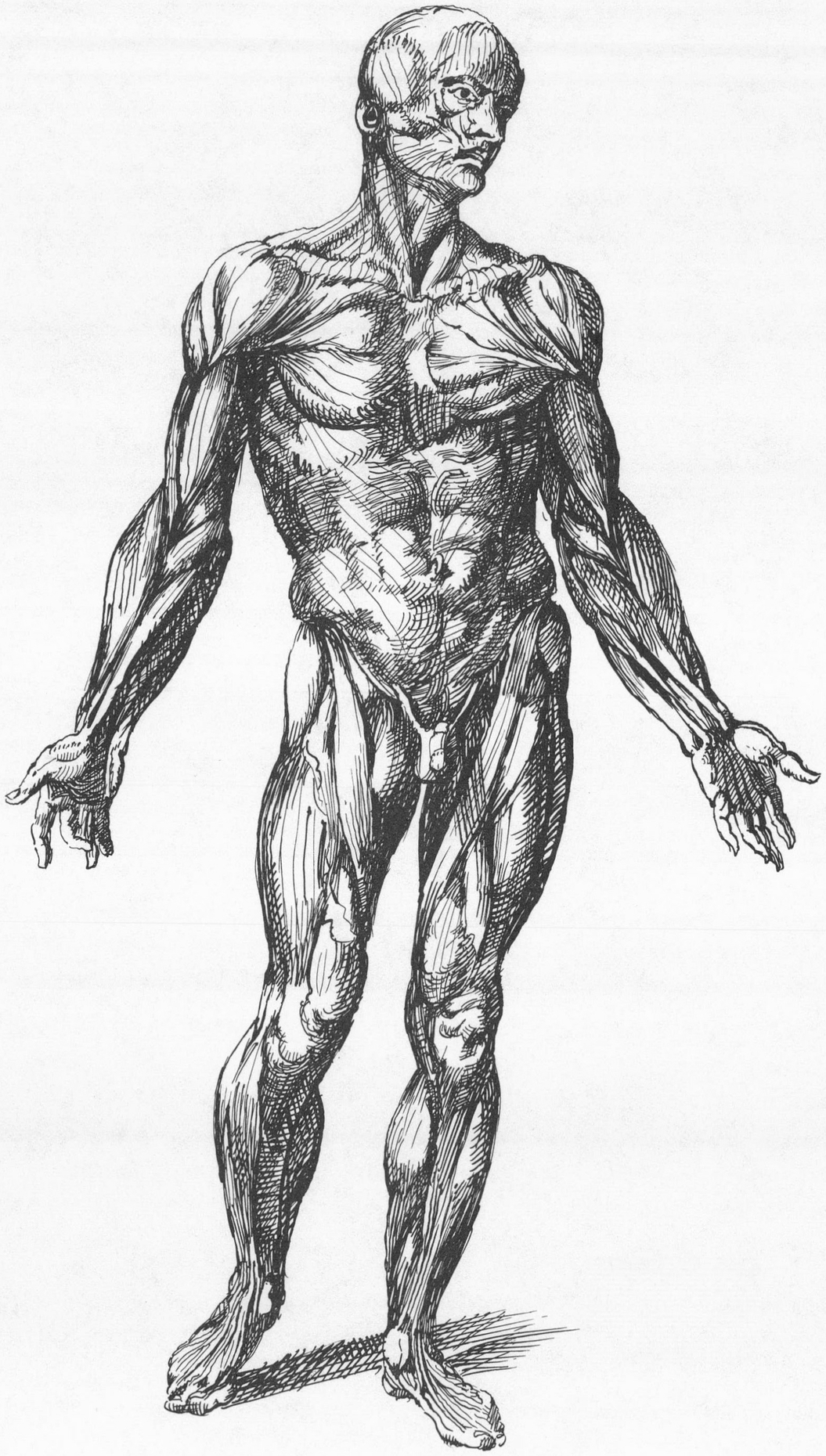 from woodcut of Vesalius 1553 supposedly drawn by Titian Vesalius - photo 2