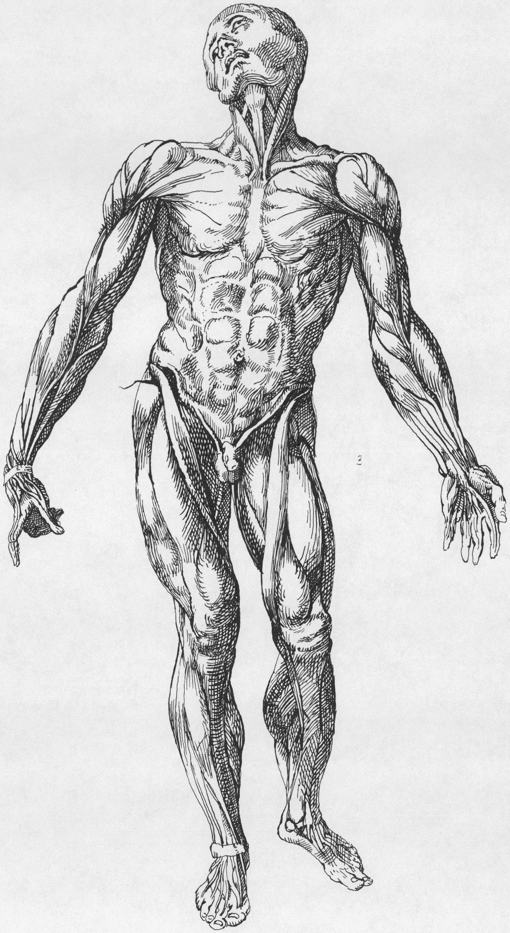 Vesalius from Albinus 1697-1770 the great 18th Century anatomist - photo 3