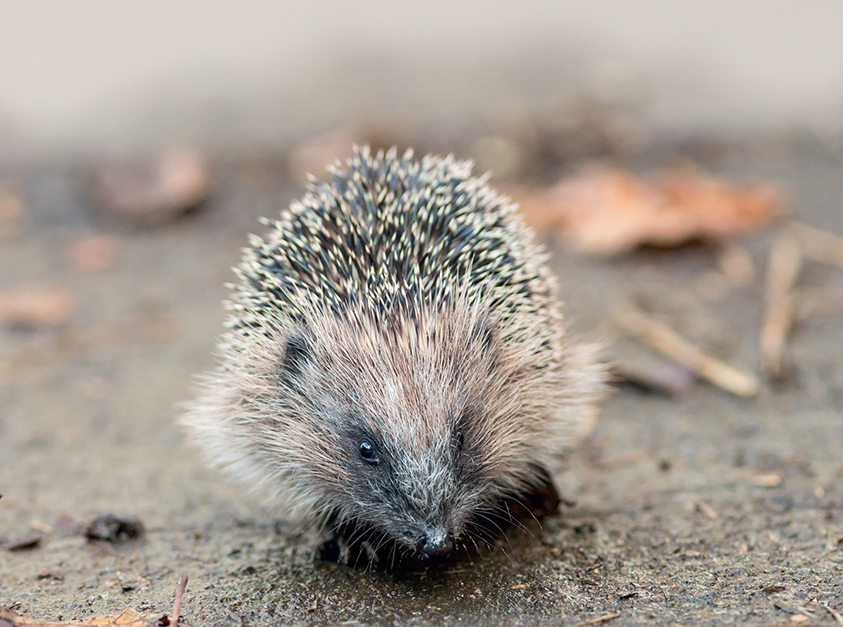 Meet the Hedgehogs The star of Beatrix Potters The Tale of Mrs Tiggy-Winkle - photo 4