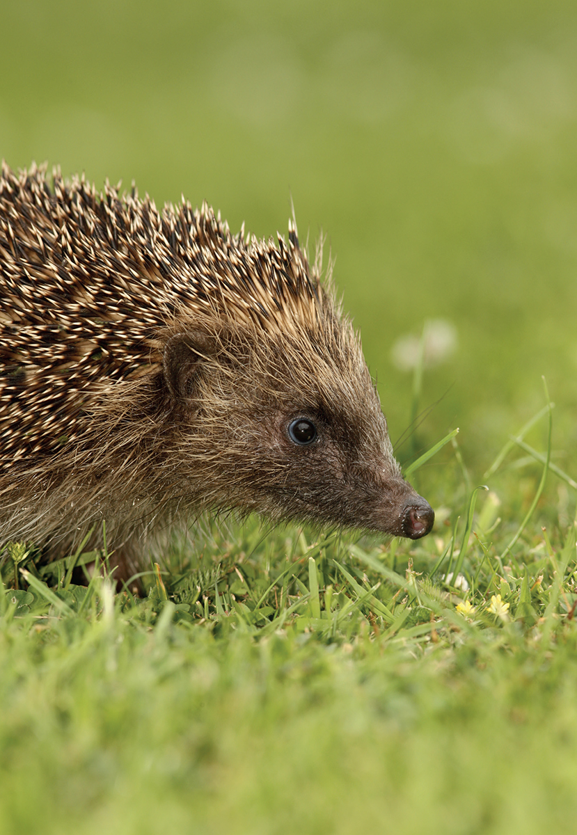 Cute face and spiny body who can fail to be charmed by the Hedgehog There may - photo 5